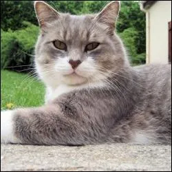 Expression : qui est n chat...