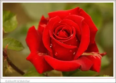 'Mignonne, allons voir si la rose... .