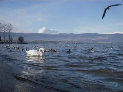 De nombreux lacs naturels s'talent en Suisse. Le plus connu est le lac Lman qui baigne  la fois la Suisse et la France. Parmi les suivants, quel lac est entirement sur le territoire helvtique ?