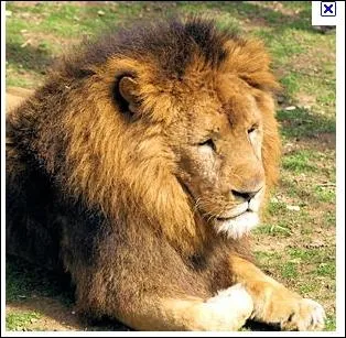 Comment se nomme le petit du lion ?