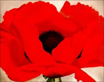 De qui est ce superbe coquelicot ?