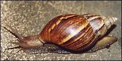 L'Achatine foulque (escargot africain )  l'ge adulte peut peser jusqu' :
