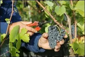 On ne dit pas : ''J'ai fait des vendanges.'' mais...