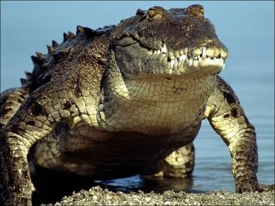 On ne dit pas : ''C'est l'alligator'' mais...