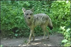 Suivant l'exemple des premires migrations humaines, lui aussi envahit l'Europe !