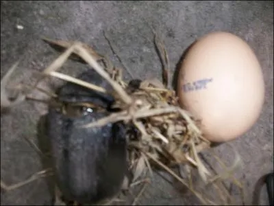 Sur cette image, on remarque un coloptre guyanais lgrement plus gros qu'un oeuf ...