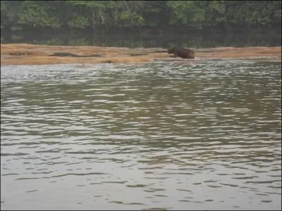 C'est le plus gros rongeur du monde !