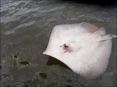 Elle spare deux lments trs pratiques pour s'asseoir !