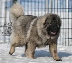 Quel est ce gros chien ?