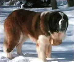 Quel est ce gros chien ?