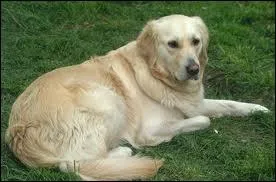 Quel est ce chien de ?