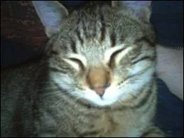 D'aprs Nuage de Jais, qu'a fait Griffe de Tigre ?