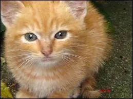 Qui est le meilleur ami de Nuage de Sable ?