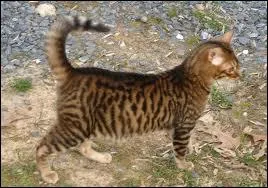 Qui est accus d'avoir tu Petite Feuille ?