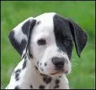 Quelle est cette race de chien ?