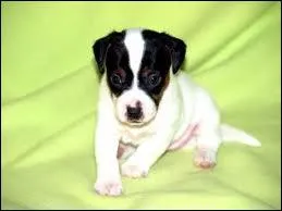 Quelle est cette race de chien ?