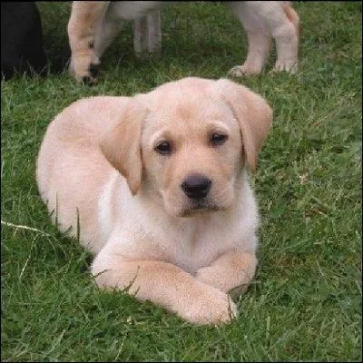 Quelle est cette race de chien ?