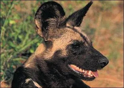 Quel est cet animal?