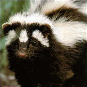 Quel est cet animal?