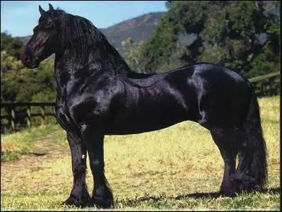 Quelle est l'origine des frison ?