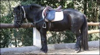 Ce cheval est-il un frison ou un mrens ?