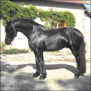 Combien mesure un frison  partir du garrot ?