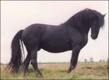 Le frison est-il une race ancienne ?