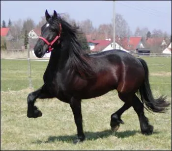 Dans quelle discipline le frison est-il excellent ?