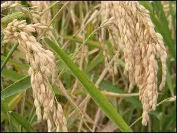 Esta la especialidad !