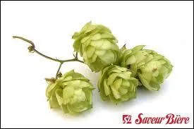 Trouvez l'intrus parmi les rponses proposes : 'Pour fabriquer de la bire, il faut : du houblon, ...