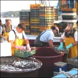 Pourquoi le port de pche de Dieppe est-il rput ?