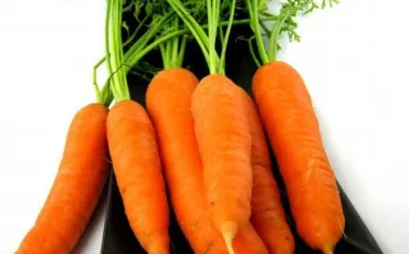 Quiz Alimentation
