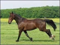 Dans quel cas est-il interdit de donner au cheval  boire ?