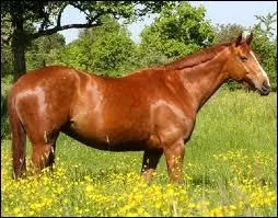 Quelle est la plante prfre du cheval ?