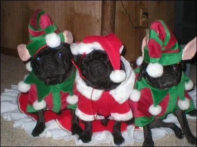 Ces trois petits carlins sont prts ( et joyeux) pour fter...