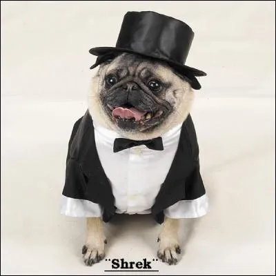 Ce petit chien porte un smocking et un...