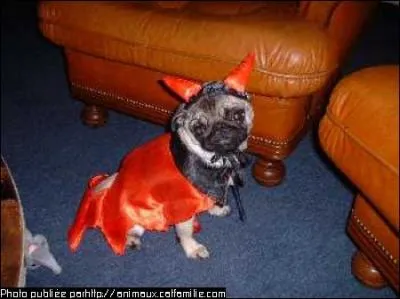 Ce petit carlin va vous interprt ' La salsa du dmon'. De quel groupe est cette chanson ?