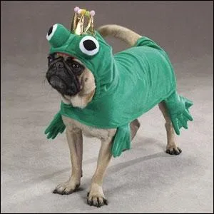 Selon les contes et lgendes, que va-t-il se passer, si une princesse embrasse ce petit carlin dguis en grenouille ? ( il n'y a pas de pige dans cette question).