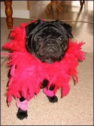 Mon truc en plumes, plumes de z'oiseaux, de z'animaux. cette petite chienne est dguise en ...