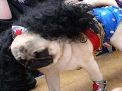 Cette petite chienne est prte pour reprendre le rle de...