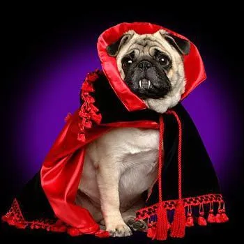 Ce petit carlin est prt pour tenir le rle principal dans un film de Francis Ford Coppola, lequel ?