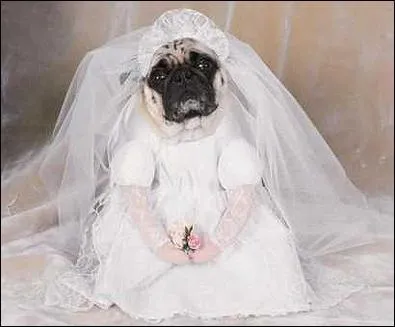 Cette petite chienne a l'air ravie de ... .