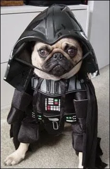 Ce petit carlin est pass du cot...