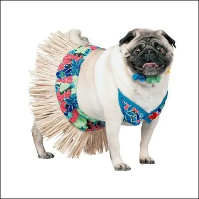 Ce carlin vient de passer ses vacances ...