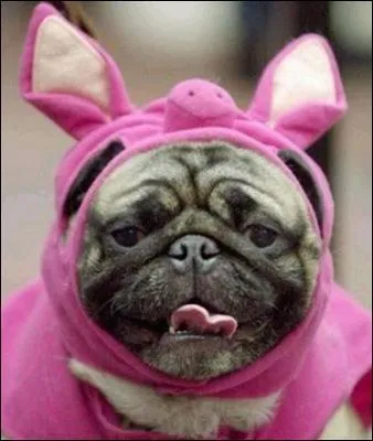 Ce petit chien  eu le droit  son dguisement de cochon. il lui manque plus que le...