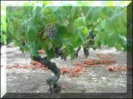 Ne vous y prenez pas comme lui !