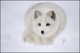 Quelle est la particularit de l'Isatis ?