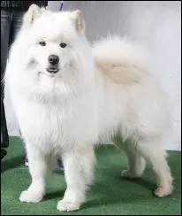 Quel est ce chien blanc ?