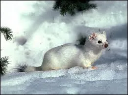 Quel est cet animal qui revt un pelage blanc durant l'hiver ?