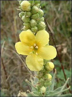 Quel est l'autre nom de la Molne ?